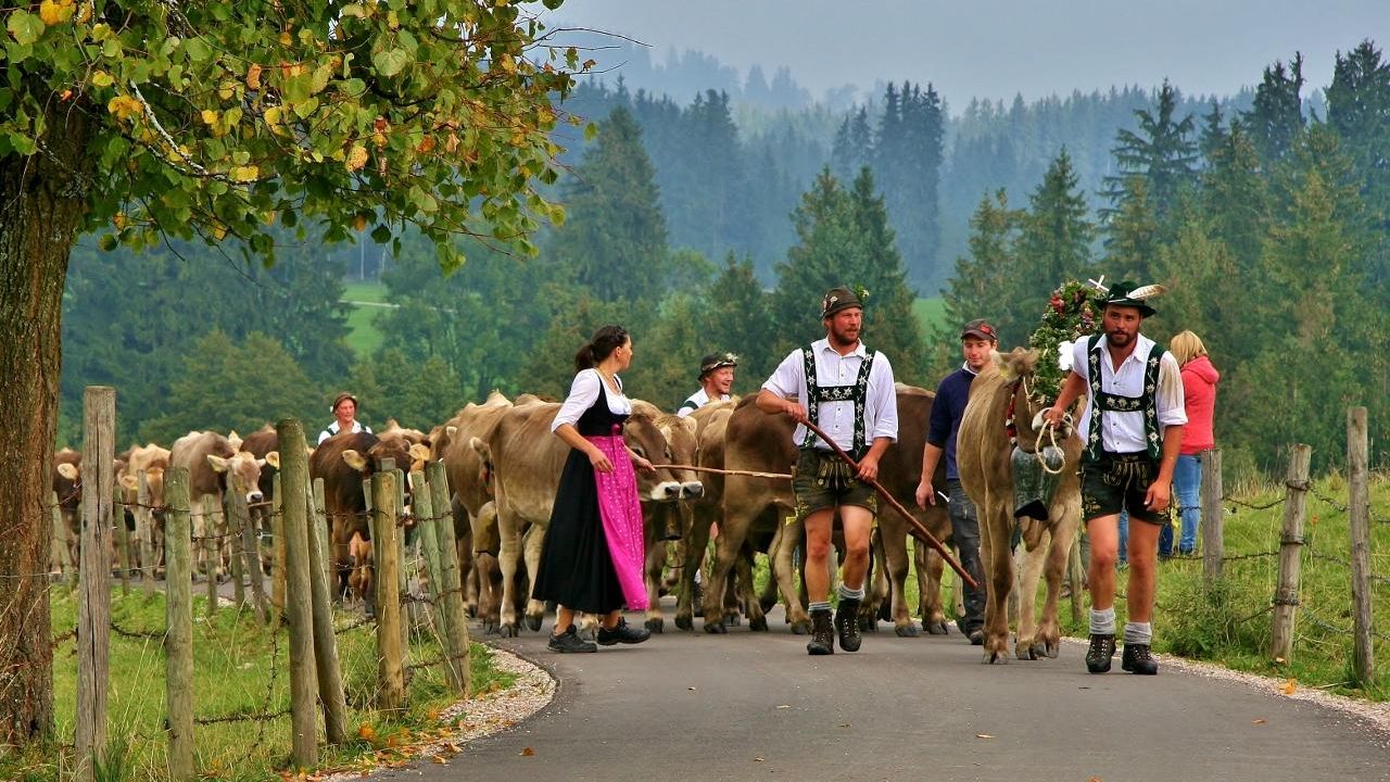 Viehscheid auf der Alpe Kögelhof Viehscheid auf der Alpe Kögelhof